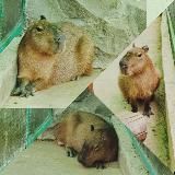 Капибара поздравляет!