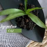 Здоровый Сад