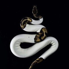 JAKOKA | ШОУРУМ