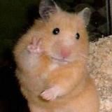 мемное королевство