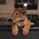 фурнитура ✨