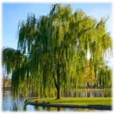 Информационный канал НСТ "Ивушка",