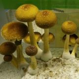 ПОДВАЛЬЧИК МИКОЛОГА