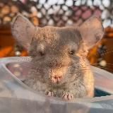 Шиншилла Шушик 🐇