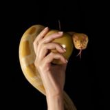 Запретный плод