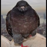 Фарш😱😱😱😂😂😂