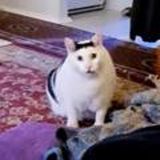 Пусть говорят