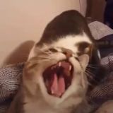 Продам Чат южный 2019