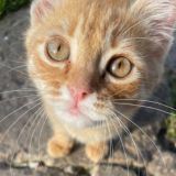 4ВК «БАРСЯТА»