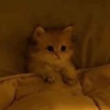 котячий базар