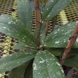 Видео с растениями🪴🌿