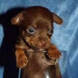 Наши питомцы