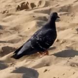 архив vox(переезд)