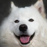 СОБАЧЬКИ🐶