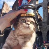 Институт Котона Chat