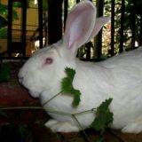 Наманган куёнлари! 🐇🐇🐇💶