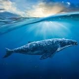 Азиатские киты