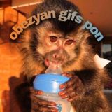 ☀️obezyan gifs pon/гифки с обезьянами(заброшено)