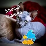 2 Кота⚡