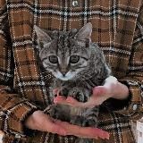 ctilet | темки и языки