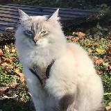 КотоЯсли - жизнь с котами