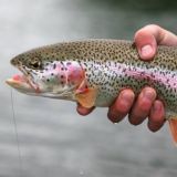 Форель чарбасы.