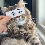 🐾 Лапы и хвосты 🐈