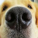 Потеряшки Новороссийск