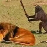 Совсем озверели👾