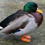 Байки от селезня 😂😂😂😂