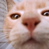 Мурчалкин - заботливый сервис для ваших мурлык🐈 Chat