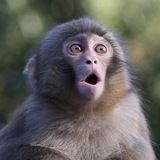 криптоманки 🦍