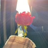 Rose du Caucase