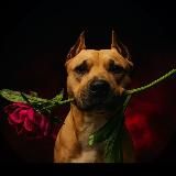 𝕍𝕖𝕤𝕥𝕒 𝕤𝕥𝕒𝕗𝕗𝕠𝕣𝕕𝕤𝕙𝕚𝕖𝕣