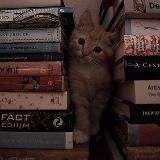 пиар ролок по гп