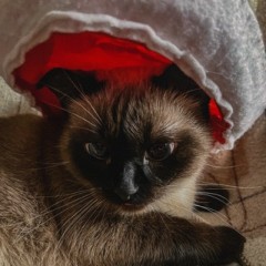 💰Заработок на YouTube - Reytov's Chat!