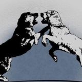 Собачьи бои N1