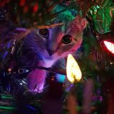 🎄−𝐸𝑠𝑡𝑒𝑡𝑖𝑘𝑎−🎄