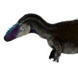 Алиорам алтайский