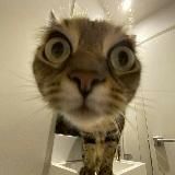 анкеты для ролок!!♡