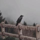 Тоскующие по Раю