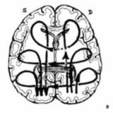 Евгений Батькович
