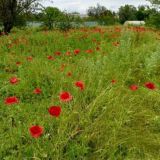 глаза. Зелёные