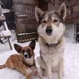 🐺Не волк и не лиса🦊