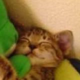 жилище аболтуса