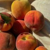 🎄𝚊𝚋𝚛𝚒𝚌𝚘𝚝_𝚐𝚊𝚖𝚎🎄