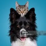 Котики Собаки