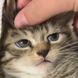 Bella’s memes Chat