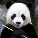 ~Планета Животных~