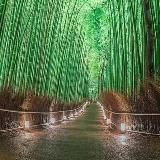 Дикая природа